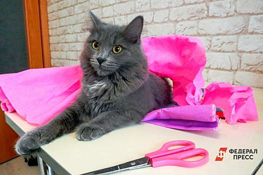 В Нижнем Тагиле выставили на продажу кота за 50 миллионов  рублей