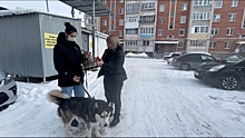 Пса, покусавшего ребенка в Челябинске, отдали в приют