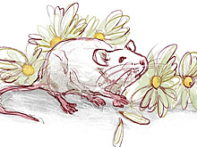 Все экранизации «Цветов для Элджернона»