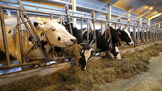 Вьетнамский концерн запустит вторую товарно-молочную ферму в Волоколамске