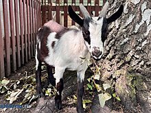 В Пензе беременные смогут бесплатно посмотреть на животных