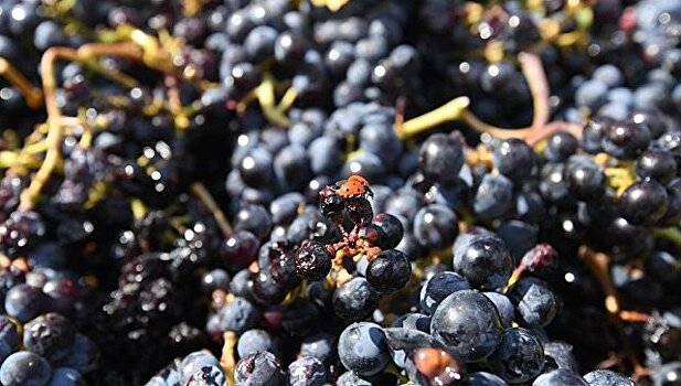 Власти Севастополя заключили мировое соглашение с очередной винной компанией