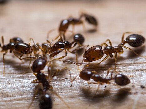 Садовод рассказал, как избавиться от муравьев в саду без пестицидов