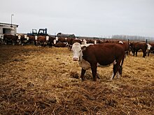 Воронежская область предложила инвесторам "особые" условия