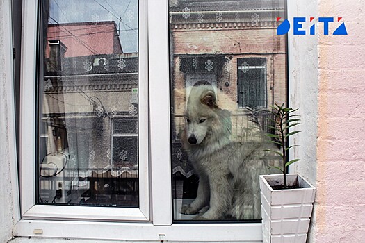 Правительство РФ оставило камчатских собак без деликатесов