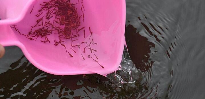 Амуррыбвод выпустил в реку первых в сезоне мальков кеты