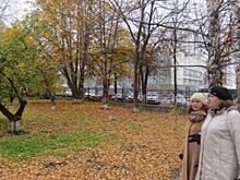 Приговор для яблони. За сад ульяновской гимназии вступились родители