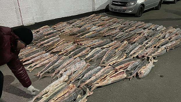 Дагестанские полицейские изъяли 924 кг незаконно добытой краснокнижной рыбы