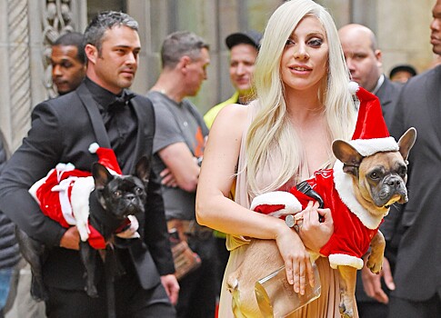 Леди Гага, Седокова, Дава и другие звезды, которые завели собакам страницы в Instagram