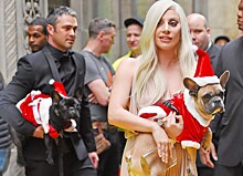 Леди Гага, Седокова, Дава и другие звезды, которые завели собакам страницы в Instagram