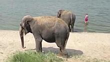 Слоны из цирка-шапито искупались на пляже под Калининградом