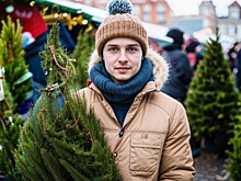 Как выбрать идеальную новогоднюю елку: советы экспертов