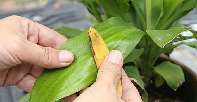Необычные способы использования банановой кожуры: уход за кожей, обувью, растениями и зубами