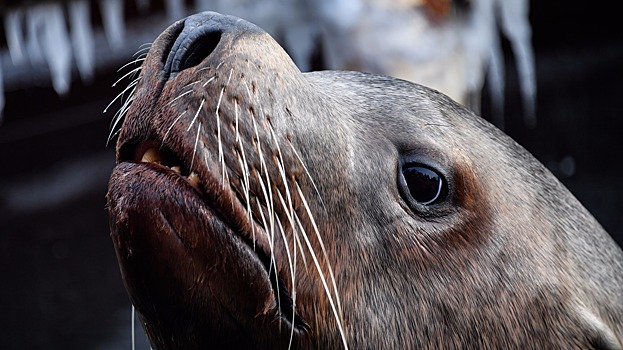Посмотреть на тюленей, песцов, птиц: на острове Беринга открыли новую тропу