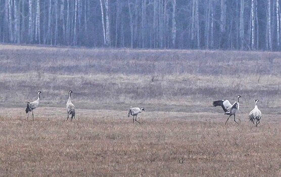 Прилет первых журавлей запечатлели нижегородцы