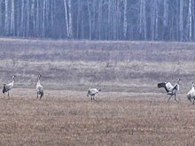 Прилет первых журавлей запечатлели нижегородцы