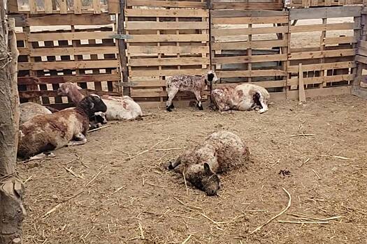 «Чупакабра» растерзала 24 козы и овцы за неделю
