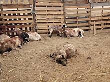 «Чупакабра» растерзала 24 козы и овцы за неделю