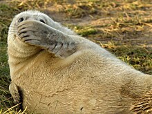 Финалисты конкурса «Смешные фотографии дикой природы»