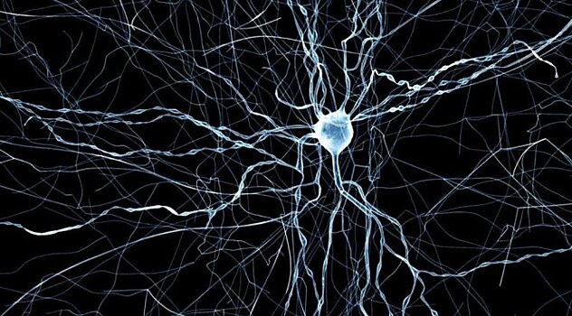 Почему ткань периферических нервов и мозга восстанавливается по-разному?