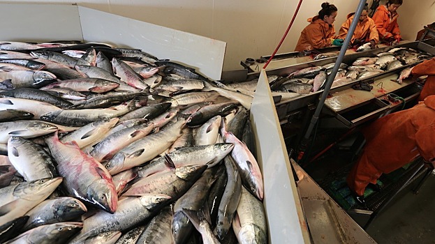 В Приморье под видом свежей рыбы чуть не продали 23 тонны отходов