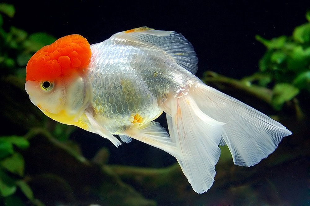 Океанариум Sochi Discovery World Aquarium, Сочи, Россия, Европа
