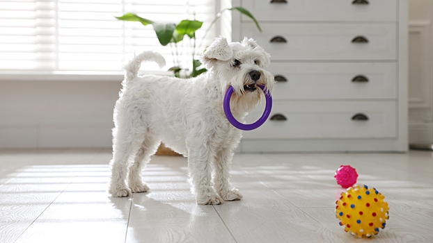 Как правильно обустроить квартиру, если хочется завести собаку или кошку