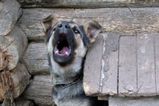 Закон о притравке обсудят с экспертами по подготовке норных собак и ловчих птиц