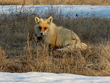 Весна в Оренбургском заповеднике радует обитателей своей неспешностью
