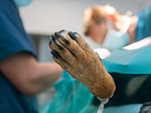 За сутки в московском ЖК смертельно отравились семь собак