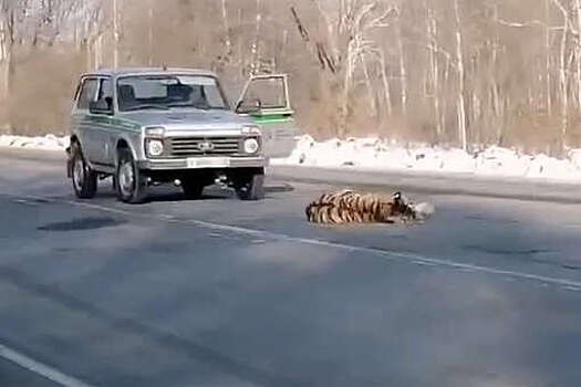 В Хабаровске автомобиль сбил амурского тигра, водитель скрылся