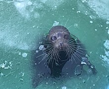 Бассейн тюленя Крошика первый раз за зиму затянуло льдом