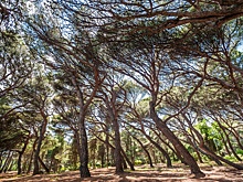 В Крыму нет оттока туристов после атаки БПЛА на поселок Форос