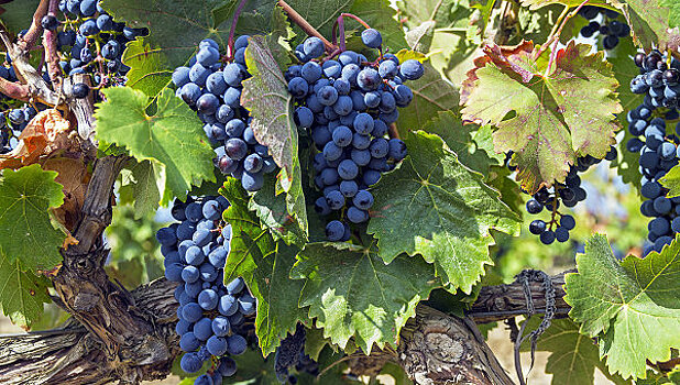 Французы заинтересовались виноградниками Севастополя