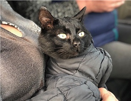 Поселок в Туве временно обесточили ради спасения кота