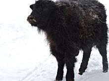В Ярославском зоопарке на свет появился зубренок