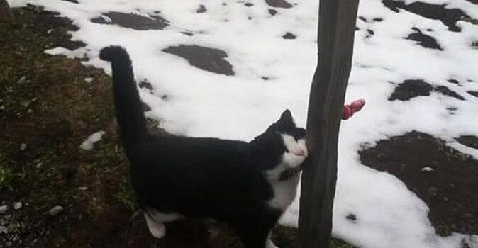 Обыкновенный кот помог найти дорогу заблудившемся мужчине в горах дорогу домой
