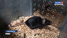 Мыши помогут ученым СО РАН найти источник депрессий и психозов