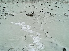 В российском городе нашли зеленый снег