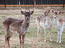 Ежегодная перепись диких животных завершилась в национальном парке «Лосиный остров»