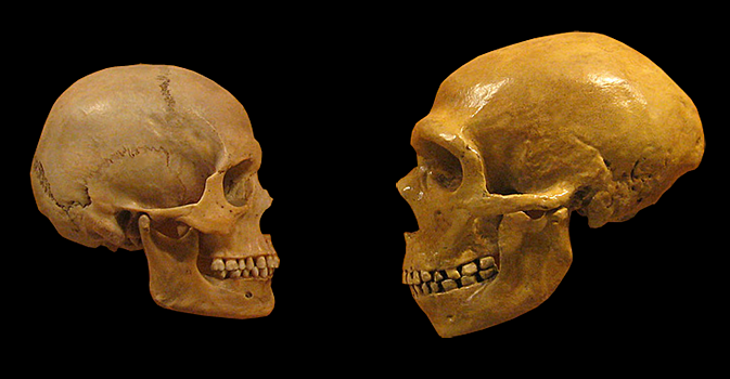 Спаривание с современными людьми назвали причиной вымирания неандертальцев
