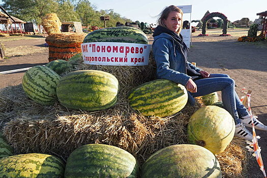 На Ставрополье фермеры вырастил самый сладкий в России арбуз