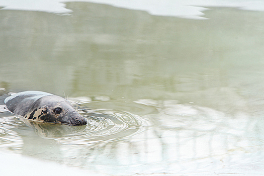 В Калининградском зоопарке назвали причину гибели трёх тюленей и медведя в июле