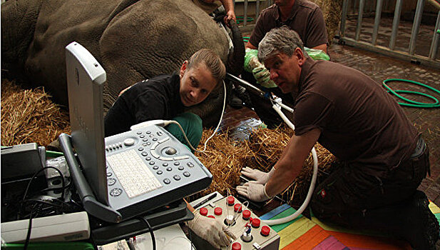 Биологи близки к "воскрешению" белого носорога