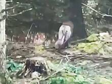 Собаку по кличке Мышка перепутали со львом и обратились в полицию