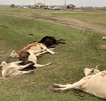 В Новосибирской области трупы животных выбросили на окраине села Устьянцево