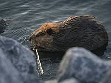 Стало известно о первых случаях гибели животных от COVID