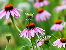 Эта популярная добавка от простуды не поможет: выводы учёных