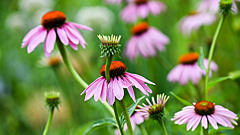 Учёные разоблачили популярный миф об иммунитете