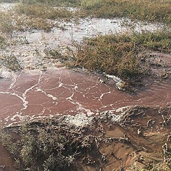 Под Запорожьем грязные шахтные воды залили Приазовский нацпарк и попали в Малый Утлюг